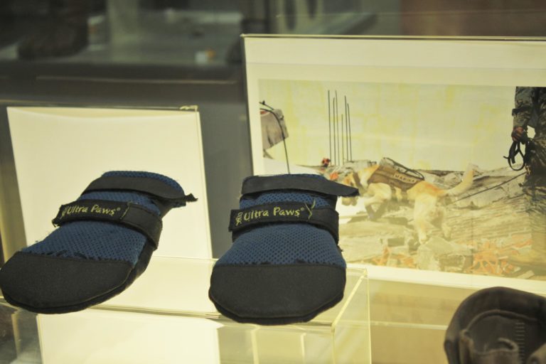botas-frida-perrita-museos-raros-calzado