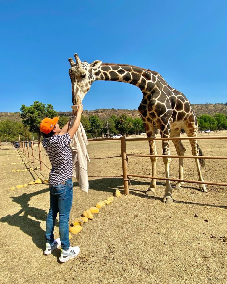 jirafa-zoofari-tequesquitengo-morelos-zoologico-animales