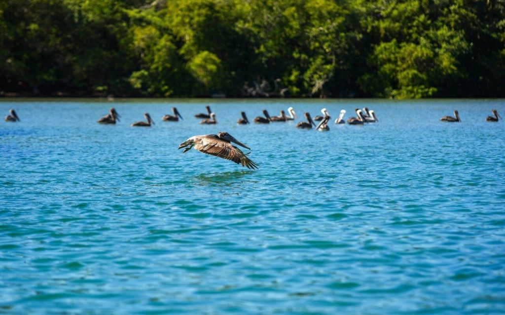 lagunas de chacahua oaxaca atractivos hospedaje