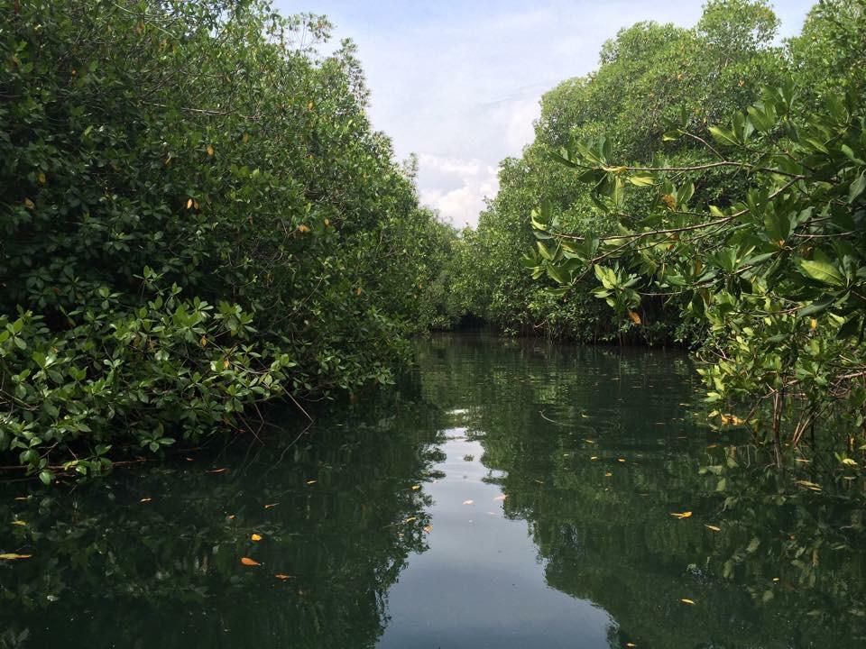 manglares lagunas de chacahua oaxaca lagos