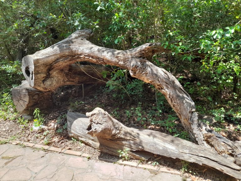 troncos-naturaleza-monterrey-la-estanzuela