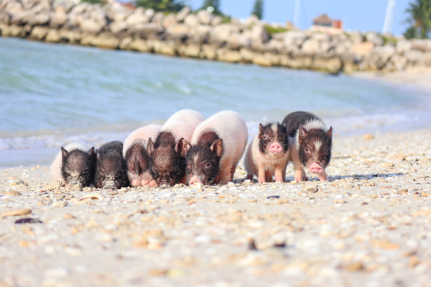 baño de sol mini pigs yucatan