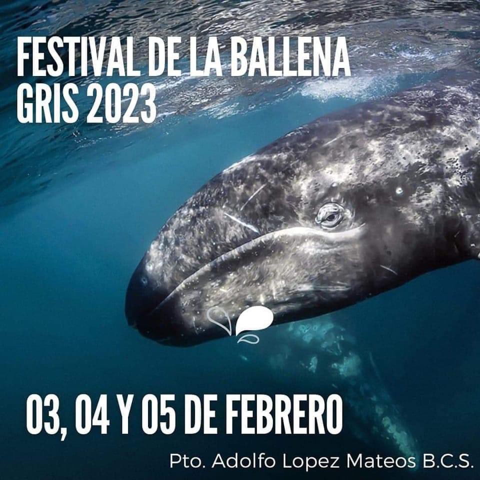 festival de la ballena gris 2023