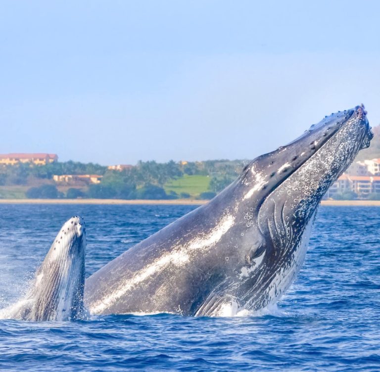 ballenas-crias-avistamiento-desierto-vizcaíno