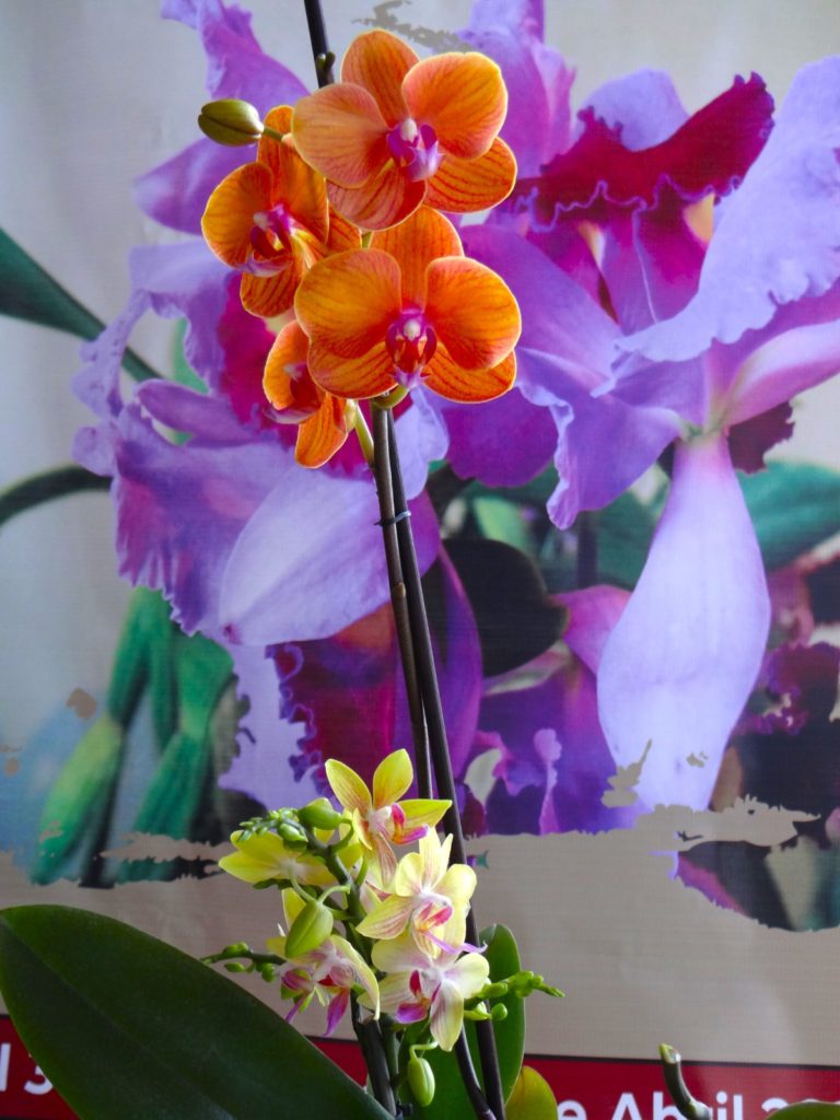 Presentan el Festival Internacional de la Orquídea 2023