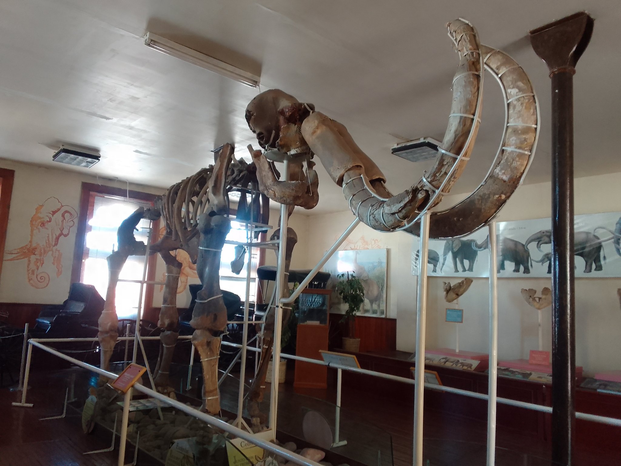museo del mamut turismo en chihuahua