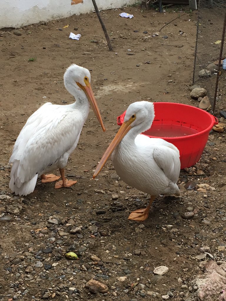 pelicanos-mini-zoologico-tlacotalpan-veracruz