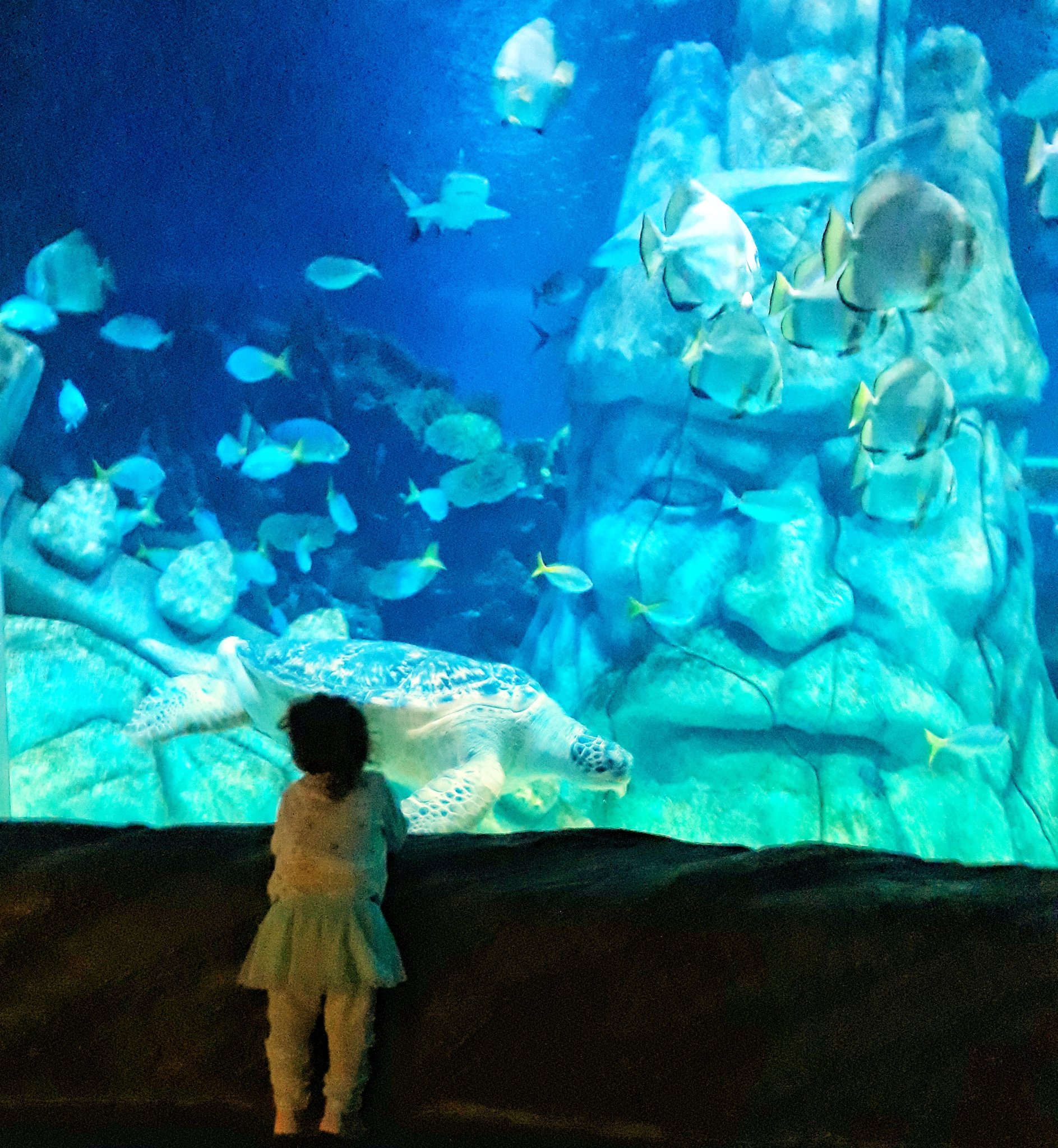 sea life aquarium acuarios del mundo