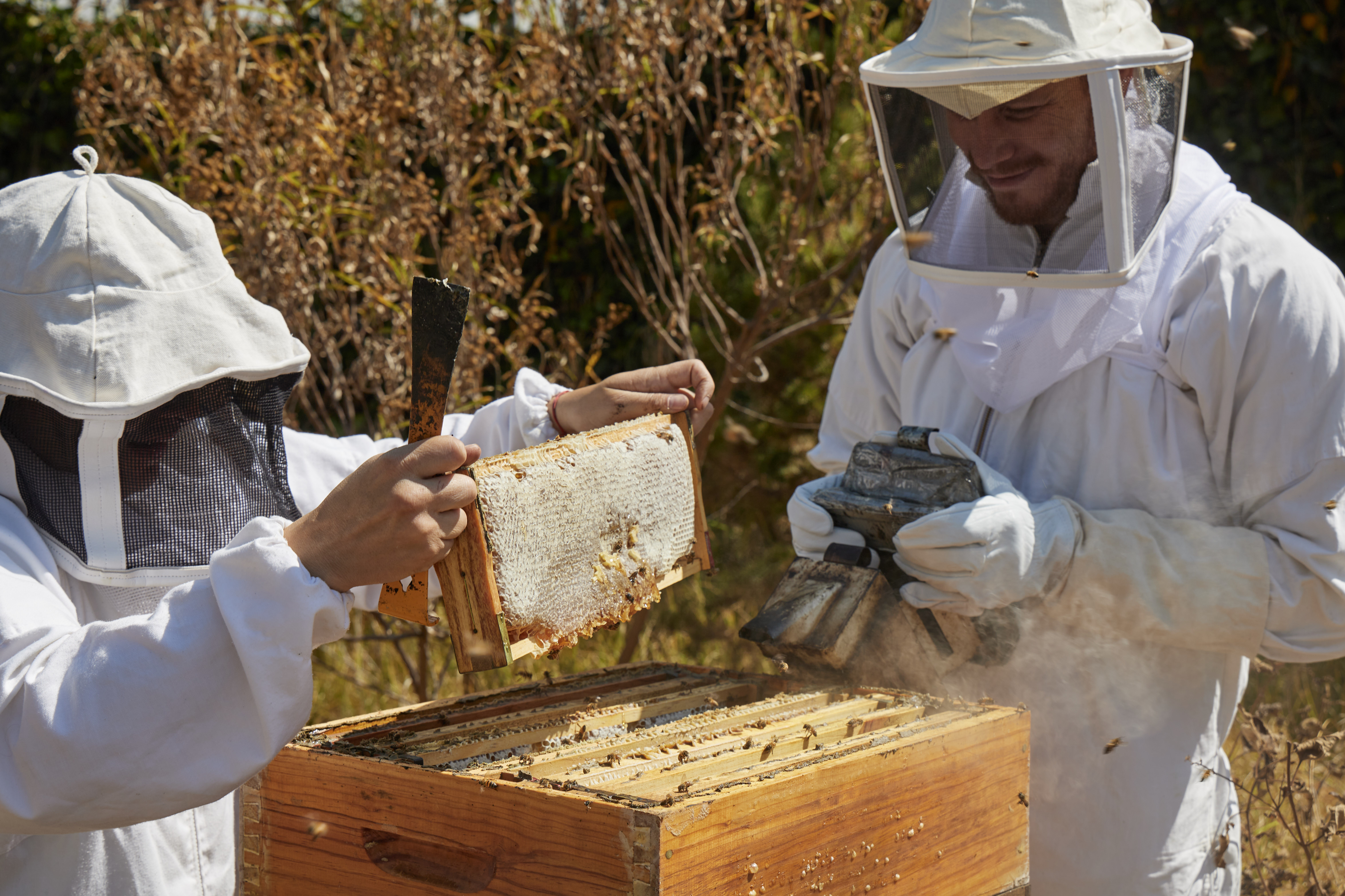 apicultura dia de la abeja sofitel