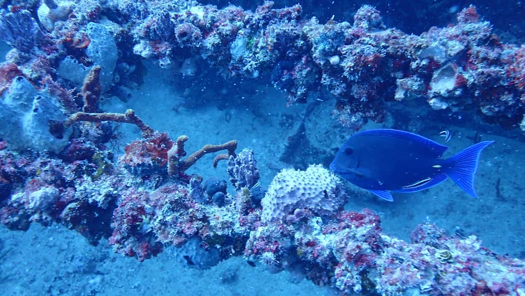 buceo en arrecife puerto morelos