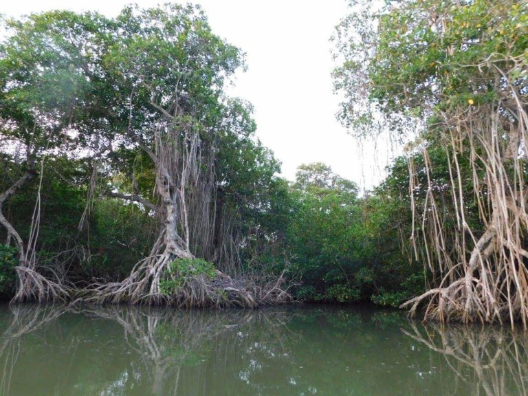 manglares-paseos-en-lancha-veracruz-tecolutla
