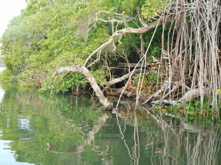 paseos-en-lancha-veracruz-tecolutla-manglares
