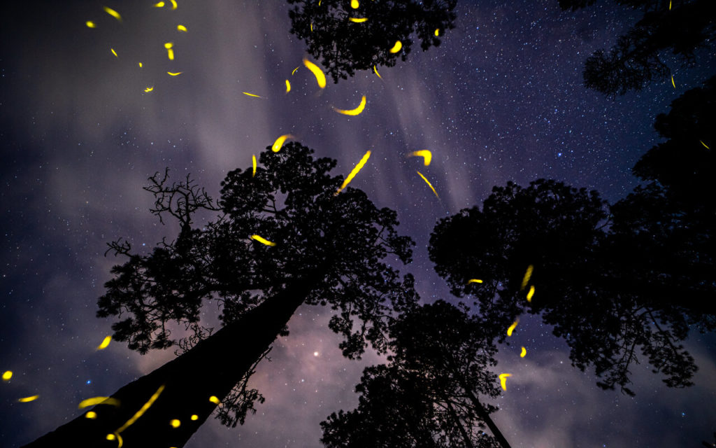 temporada de luciérnagas en tlaxcala