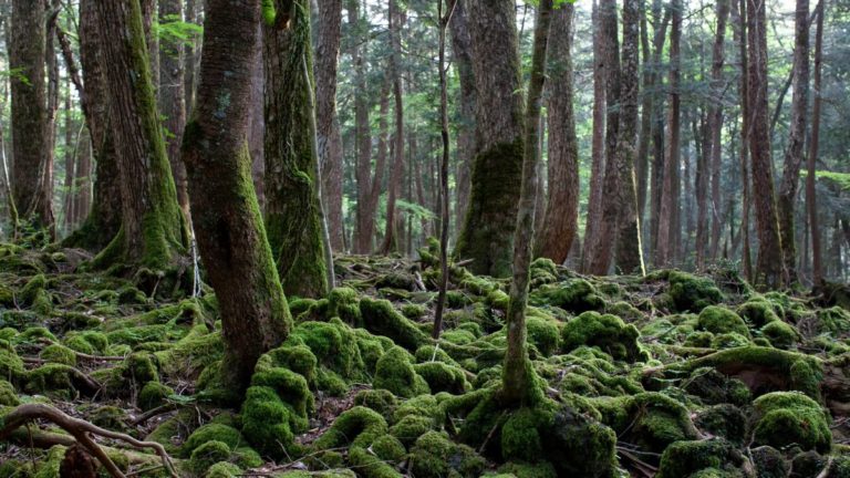 aokigahara-bosques-más-tenebrosos-japón-suicidio