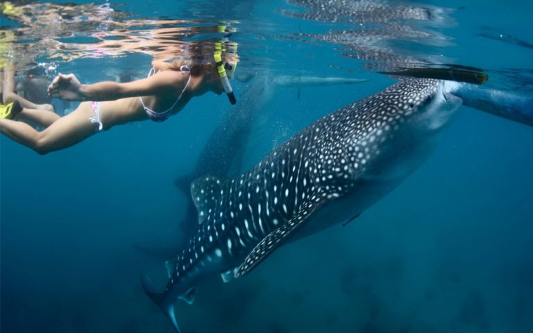 Disfruta el avistamiento del tiburón ballena en Baja California
