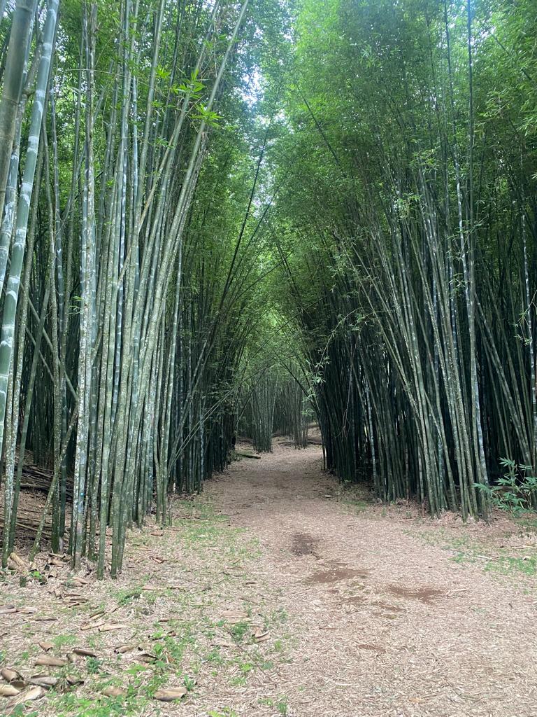 circuito-de-la-niebla-bambú-teziutlán