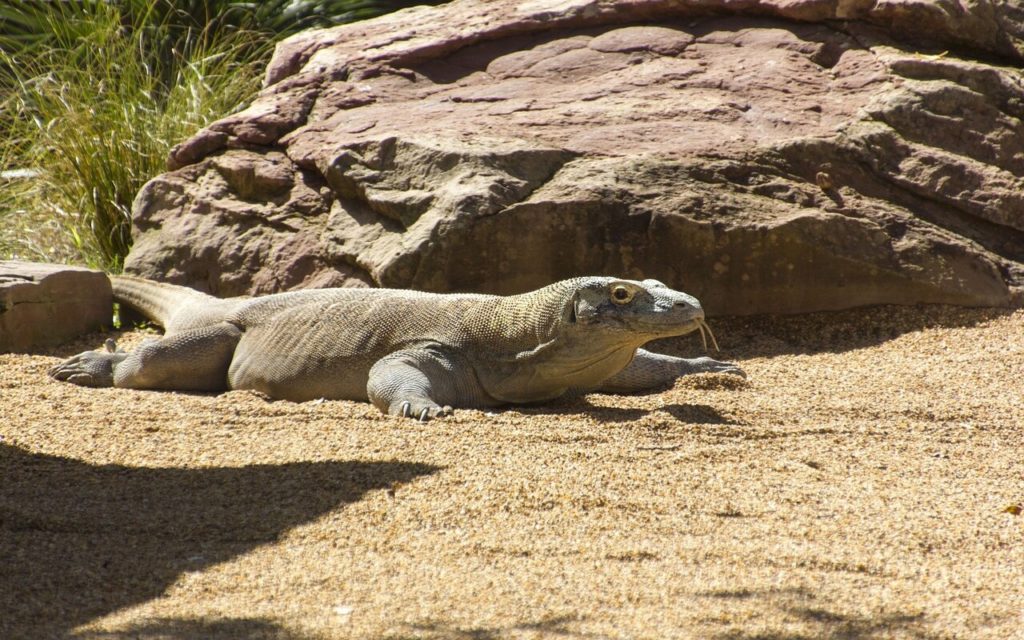 Isla de Komodo, el lugar donde podrás ver dragones