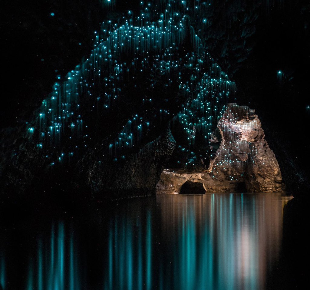 glowworm cuevas de waitomo nueva zelanda