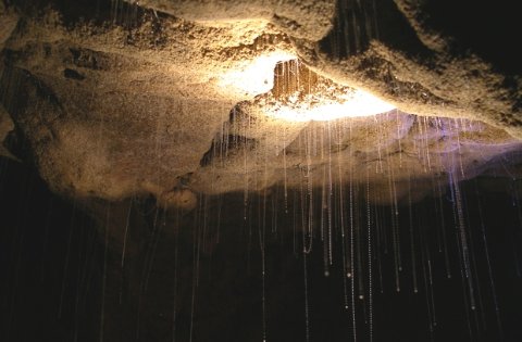 gusanos de las cuevas de waitomo