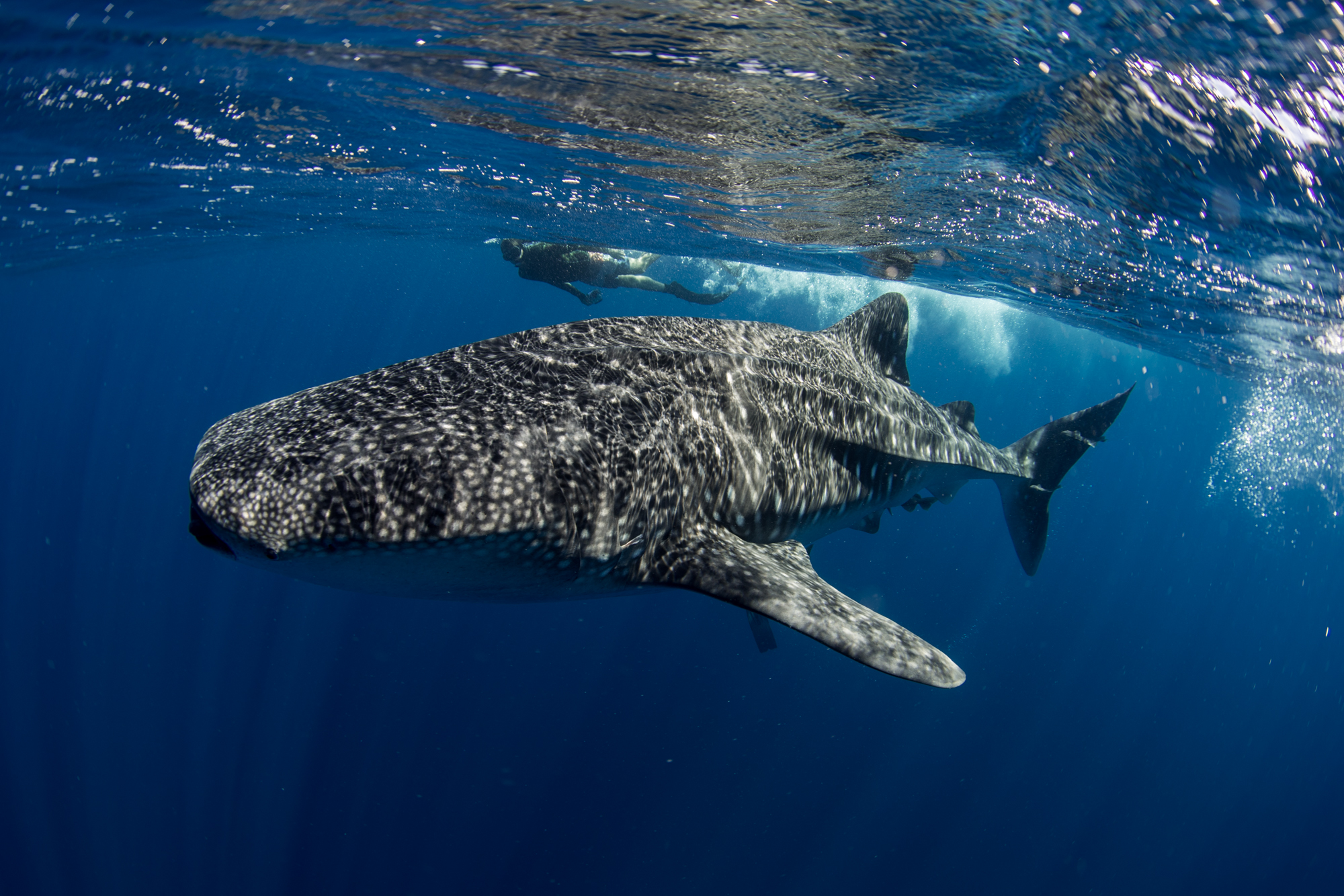 mar de cortés tiburón ballena