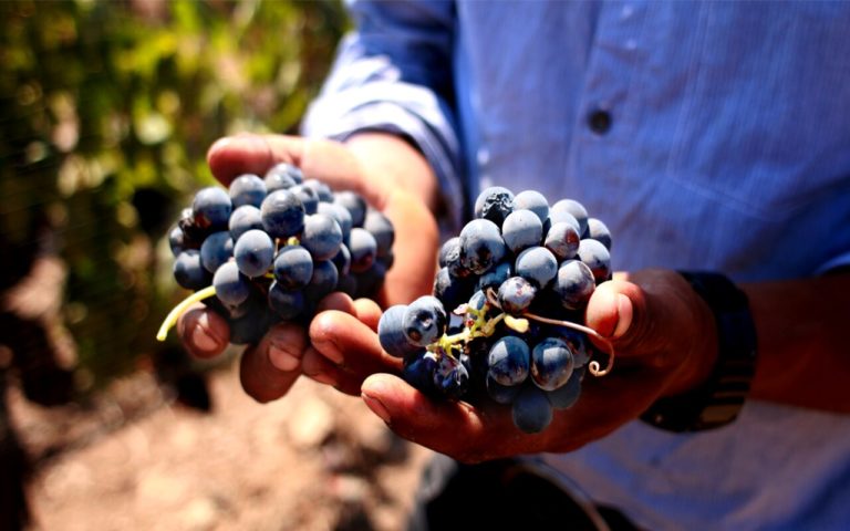 Proyectos vinícolas que quizá no conocías de Tecate, Baja California