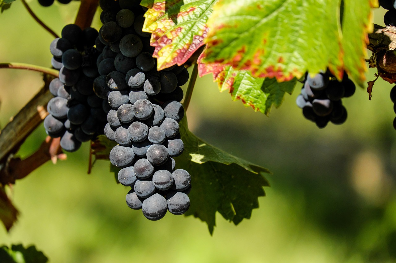 queretaro temporada de vendimia vinos viñedos