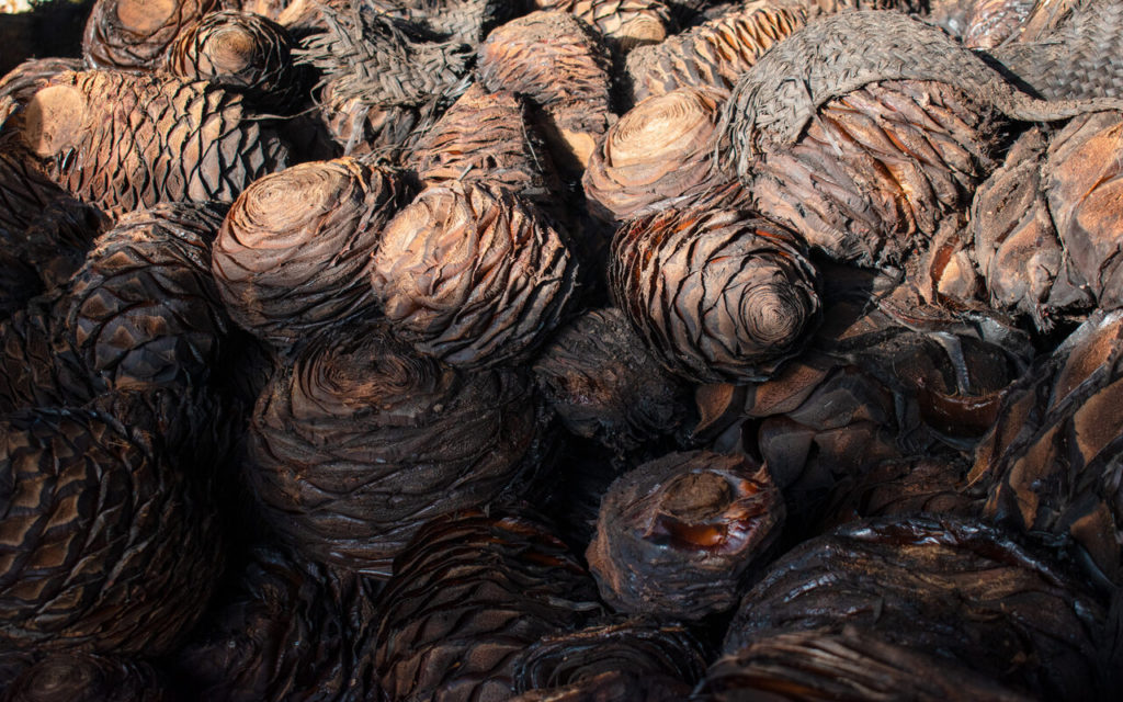 san diego la mesa tochimiltzingo mezcal