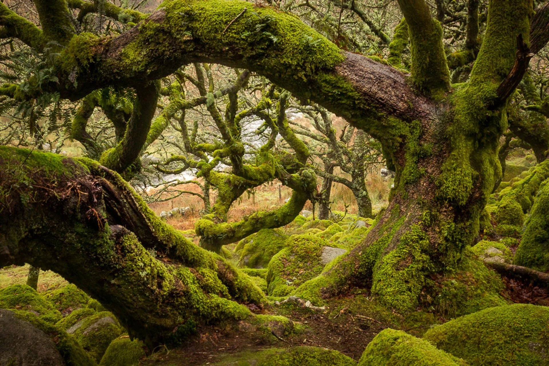 wistma dartmoor bosques más tenebrosos