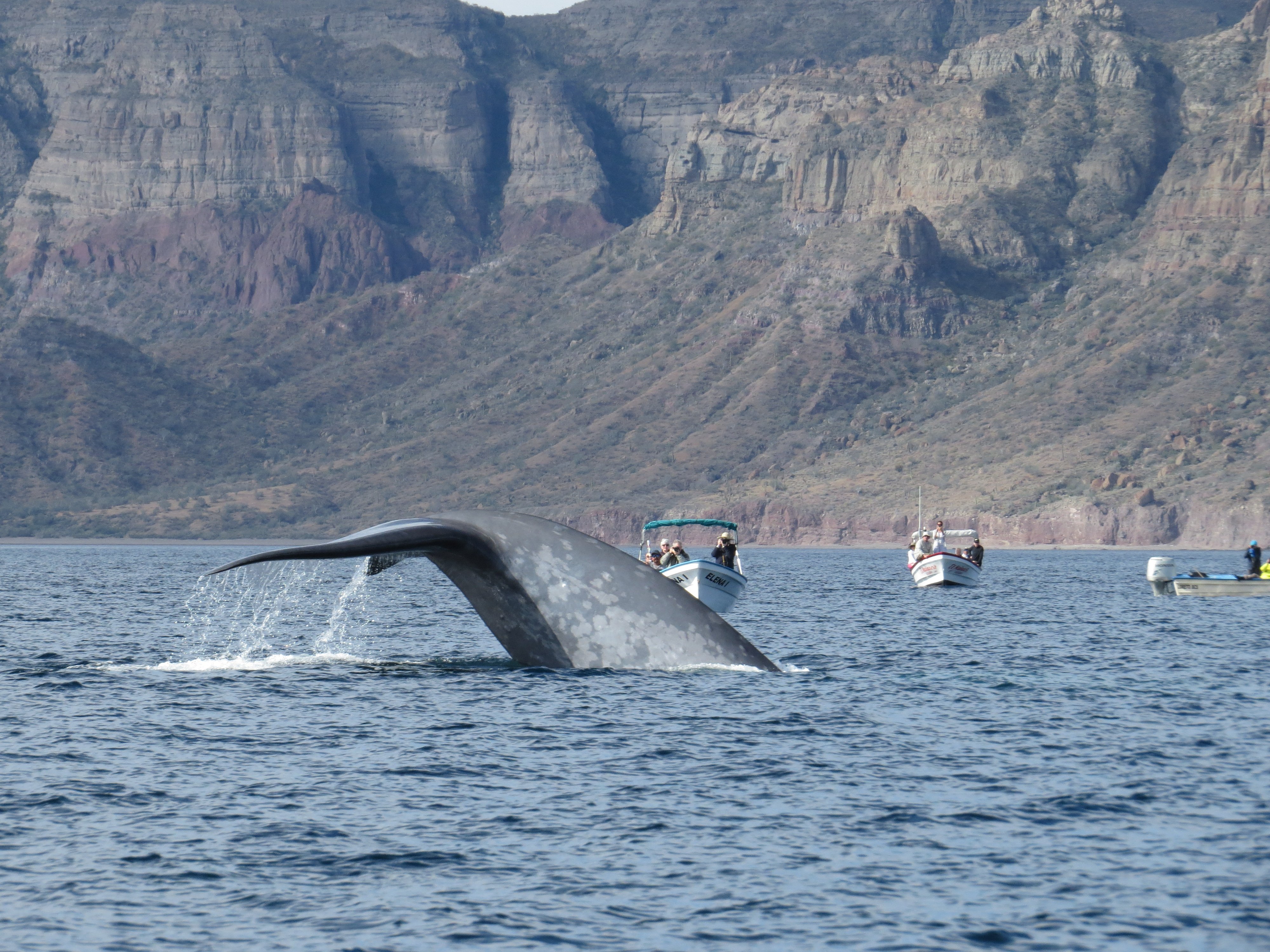 bahia de loreto ballenas en méxico