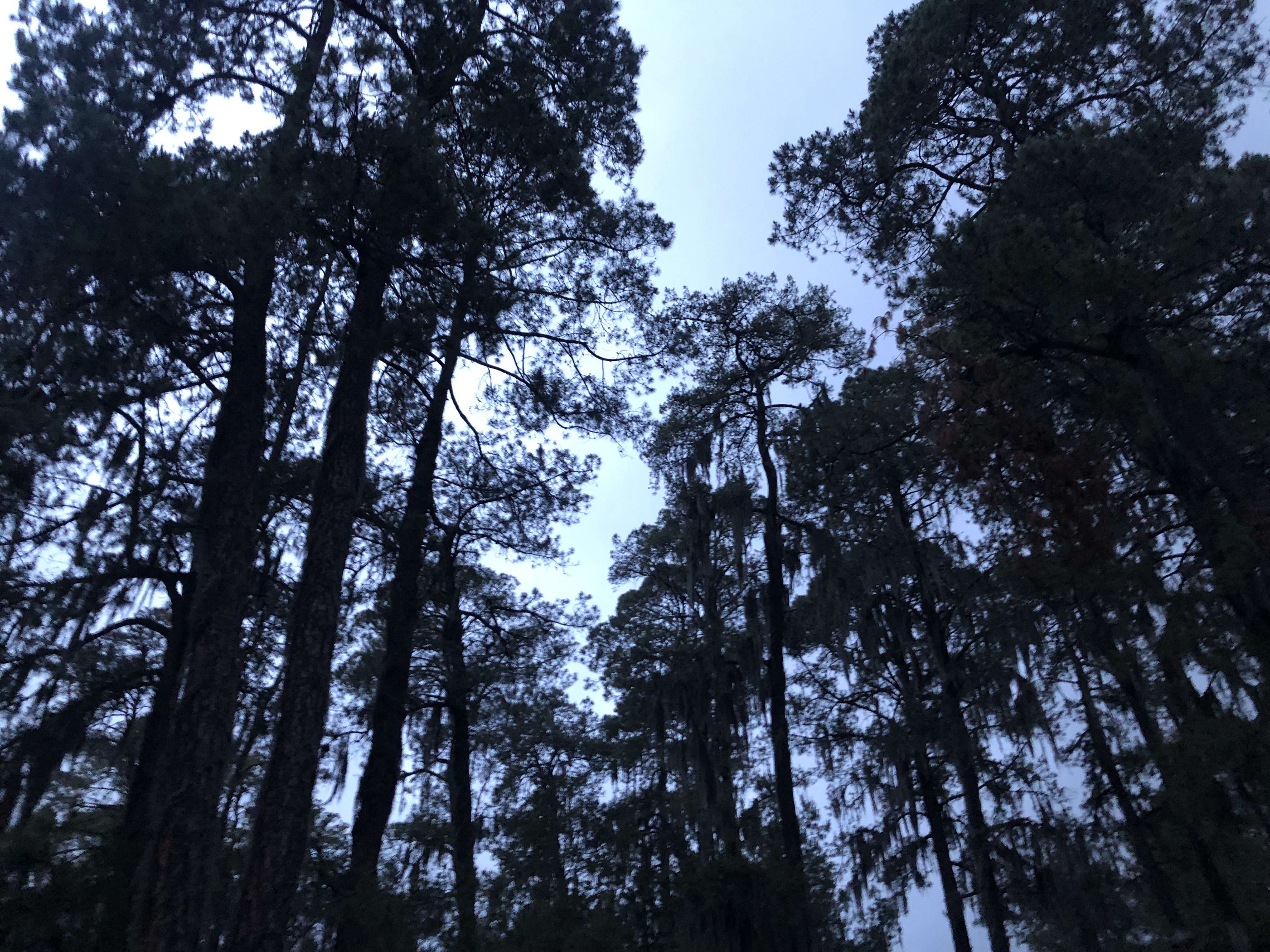 bosque senderos luciérnagas santa rita tlahuapan