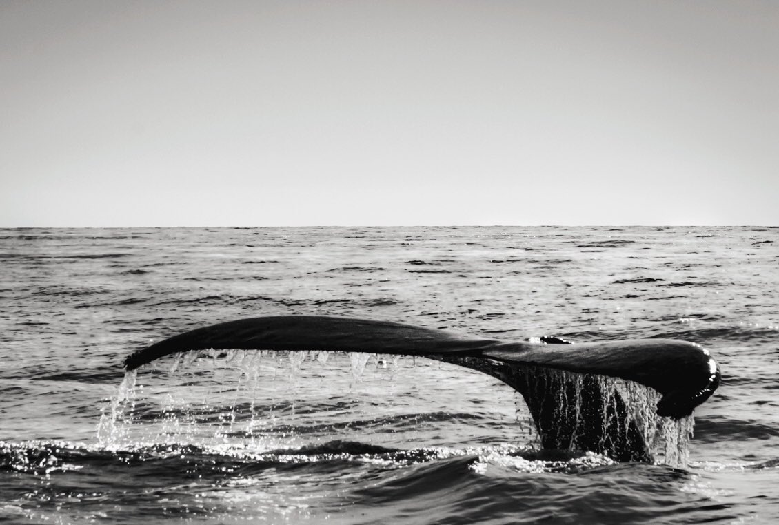 cabo san lucas ballenas en méxico