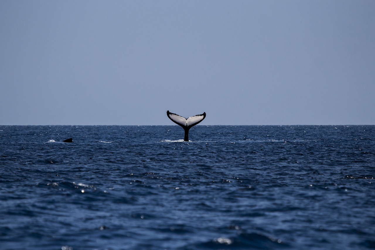 datos curiosos ballenas en méxico destinos