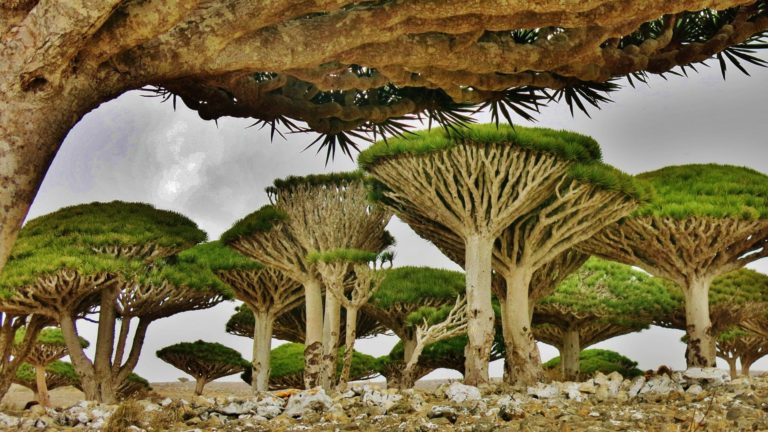 flora-arboles-socotra-yemen-destinos-surrealistas