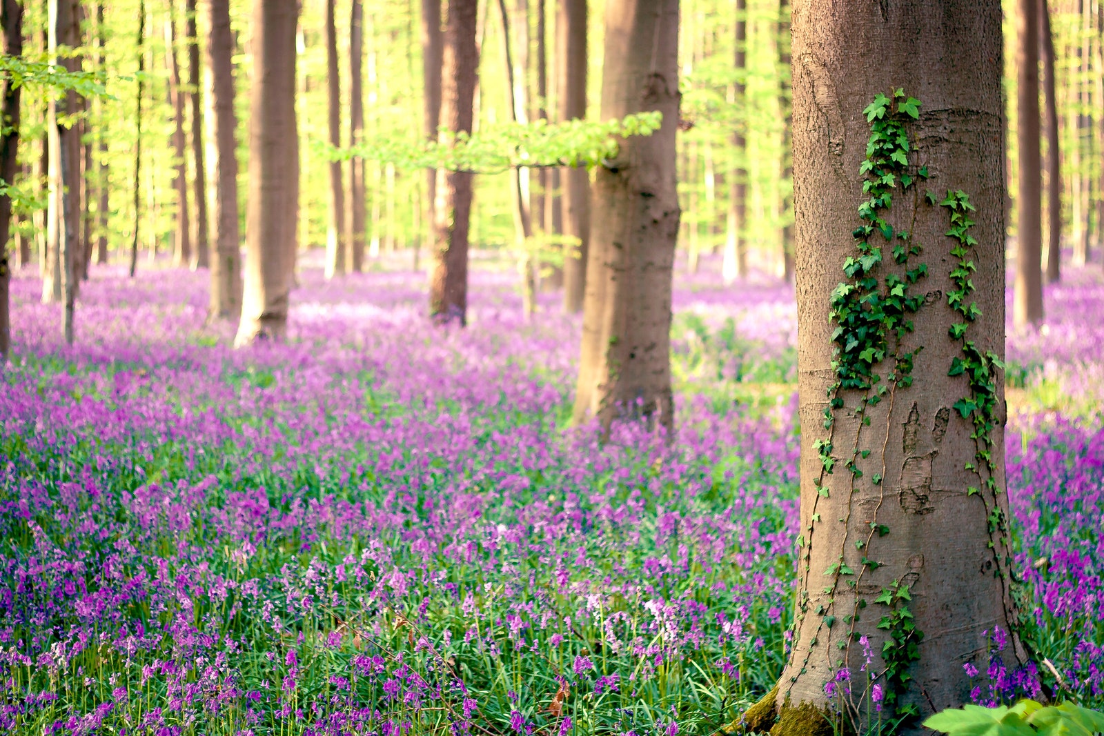 hallerbos en bélgica destinos surrealistas