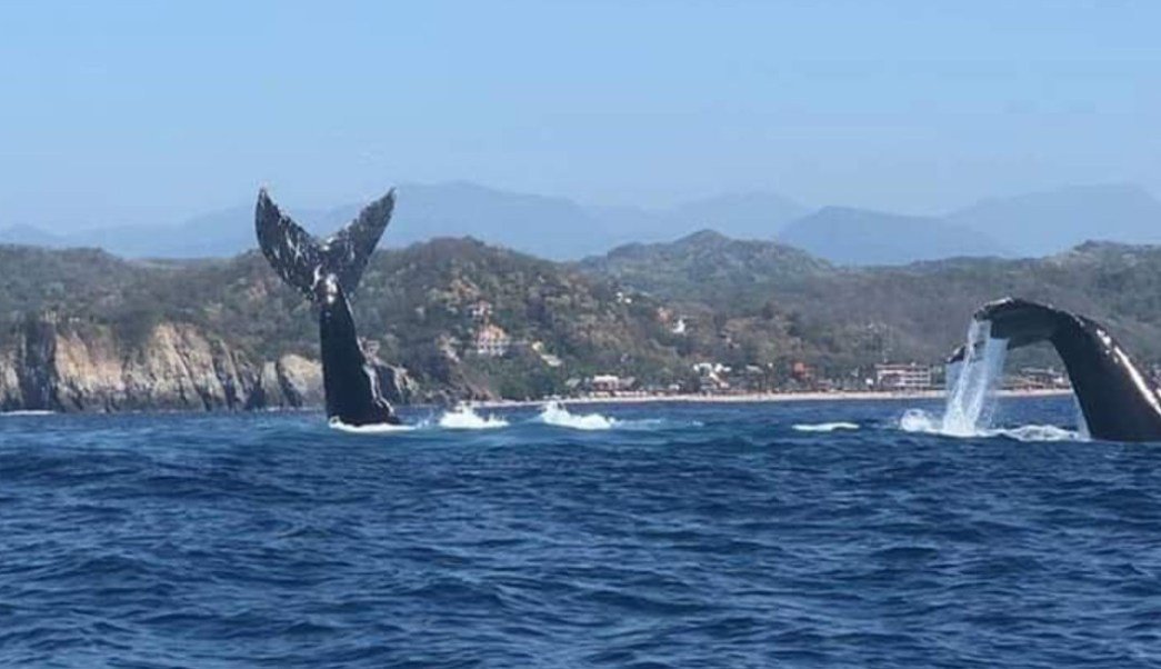 oaxaca puerto escondido ballenas en méxico