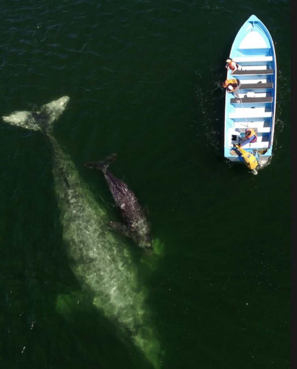 puerto adolfo lopez ballenas en méxico