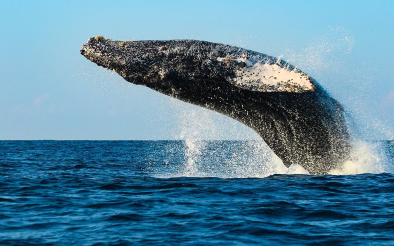 8 destinos para ver ballenas en México