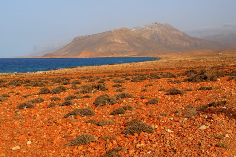 socotra-yemen-vegetacion-destinos-surrealistas