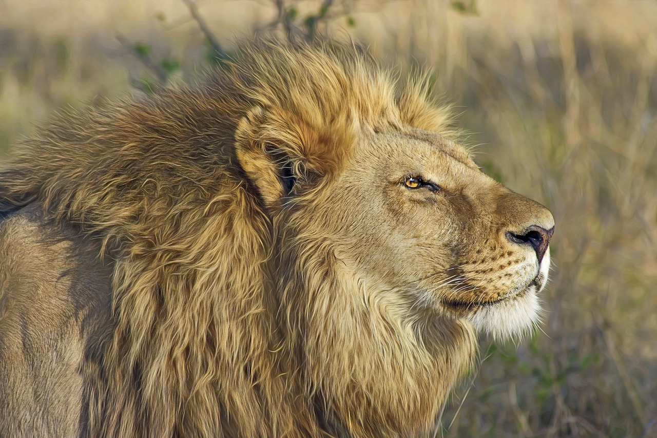 áfrica leones zoológicos en méxico