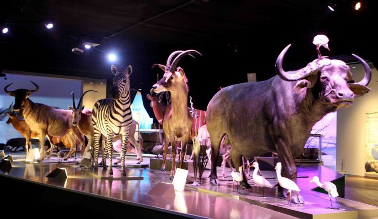 animales-museo-lugares-turisticos-de-puebla