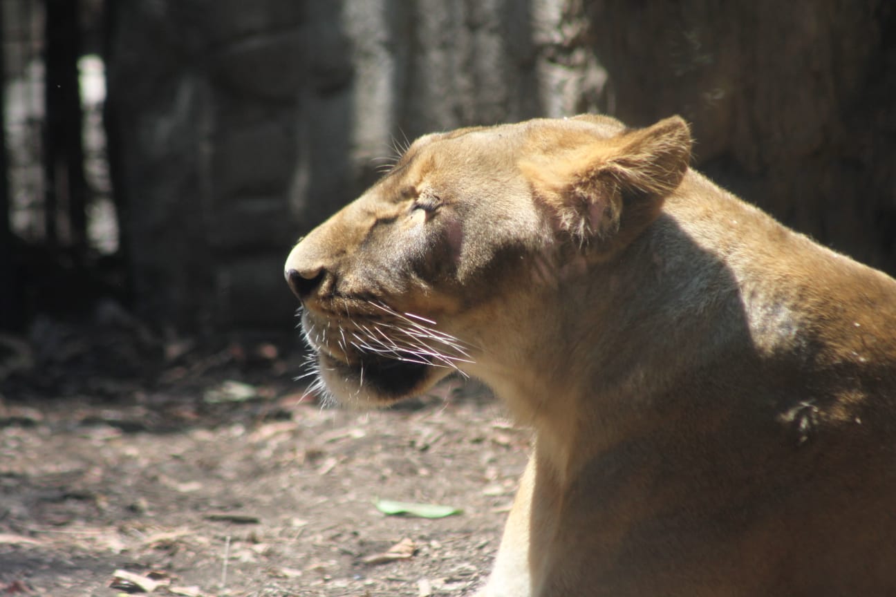 chapultepec zoológicos en méxico leones cdmx