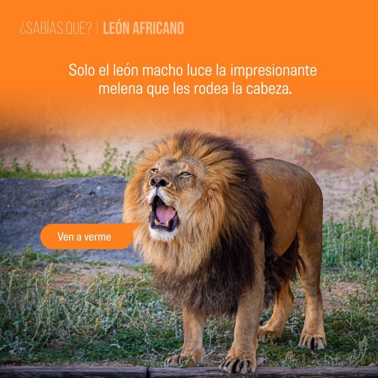 datos-zoológicos-en-méxico-leones-monterrey
