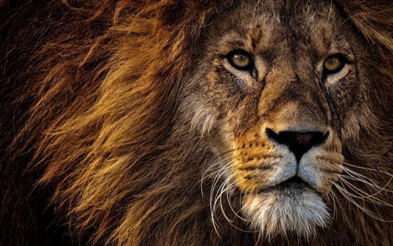 5 Zoológicos en México donde ver leones