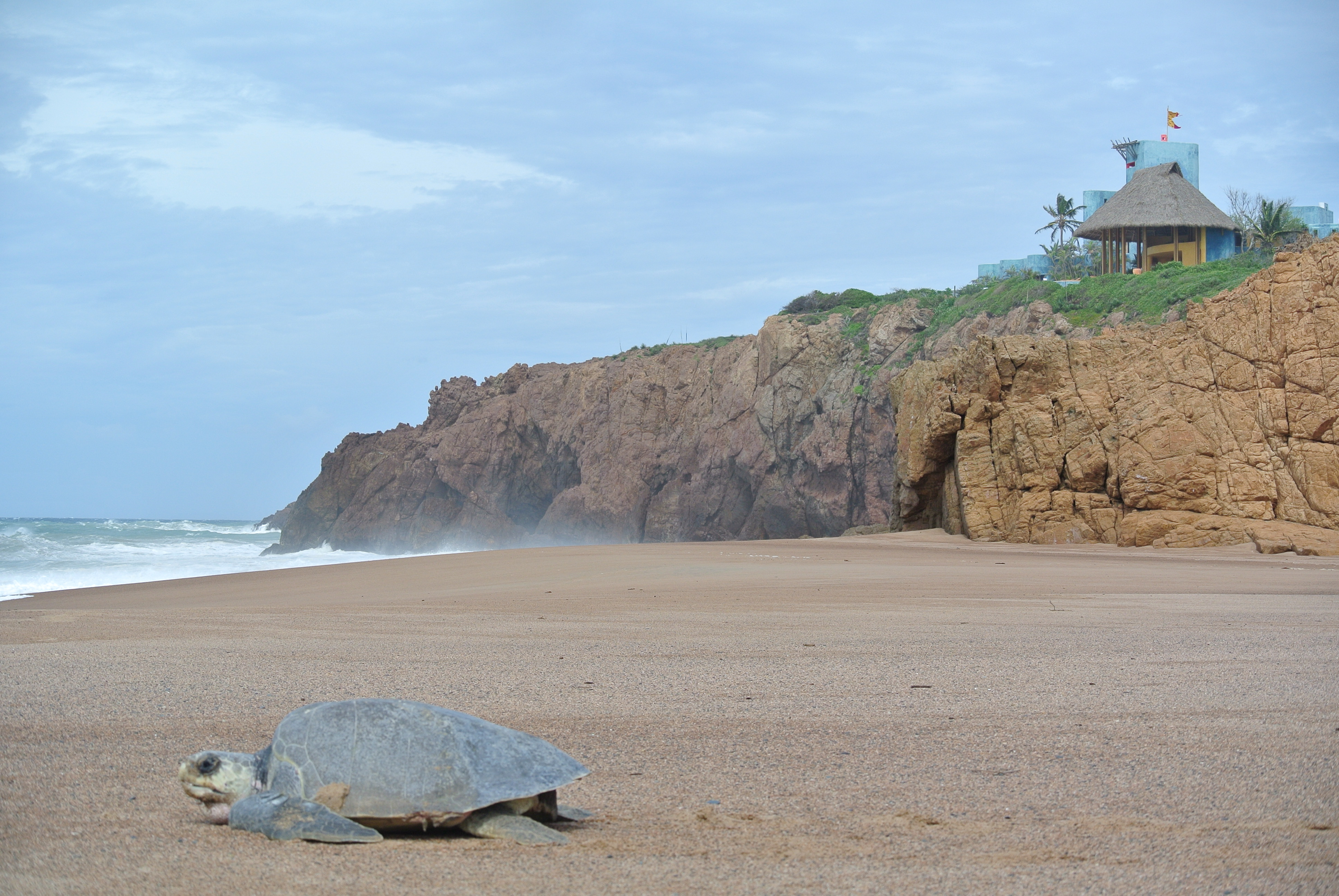 jalisco costalegre liberacion de tortugas santuario