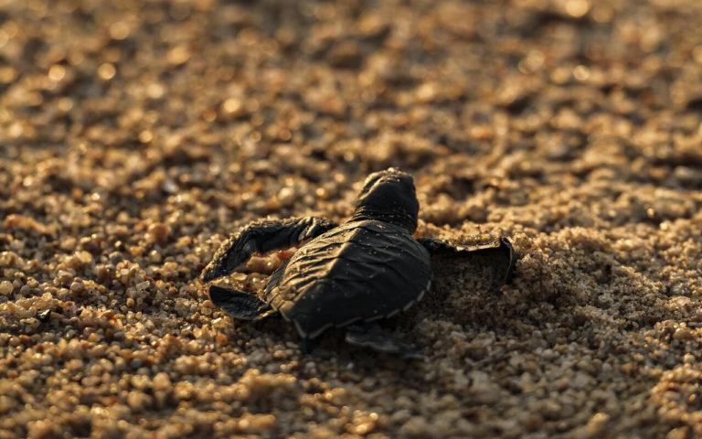 Costalegre: un santuario para la conservación de tortugas marinas