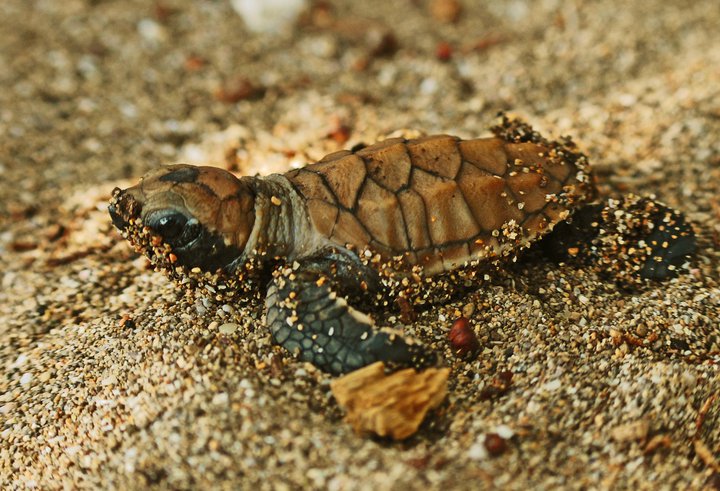 tortugas liberacion santuario en costalegre jalisco