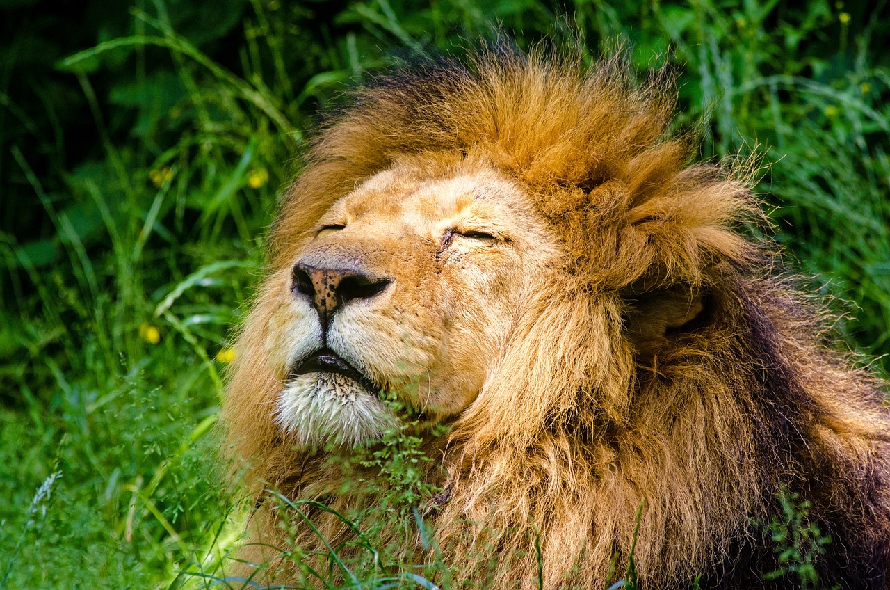 zoológicos en méxico leones en peligro