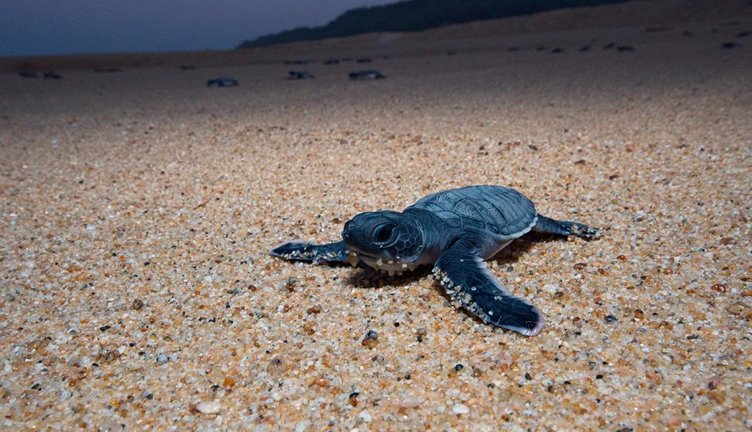 playas de michoacán colola liberacion tortugas