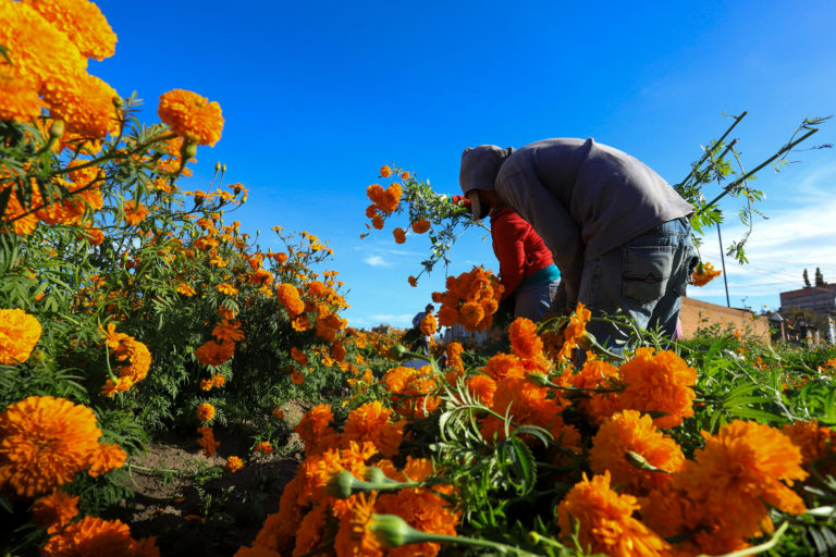 Tour Por Los Campos De Cempas Chil En Puebla