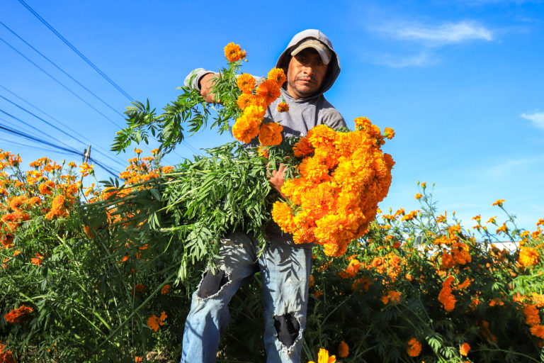 Tour Por Los Campos De Cempas Chil En Puebla